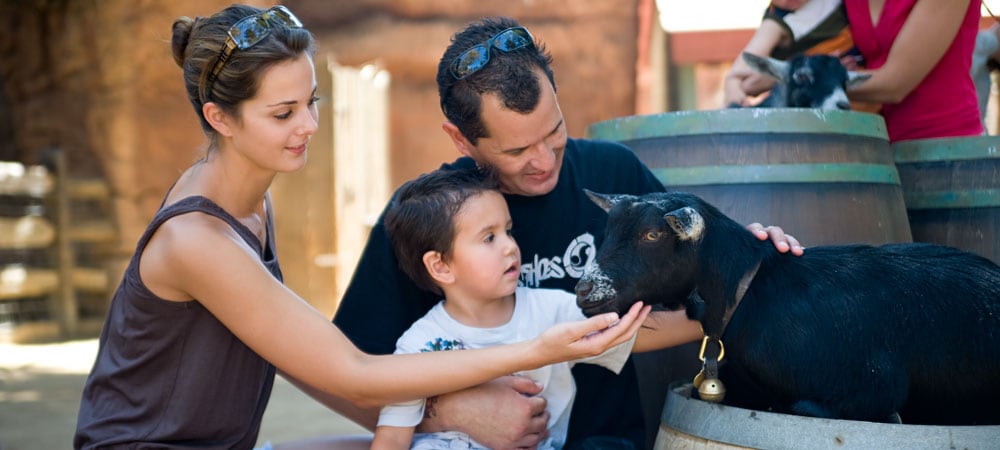 Family Petting Goat