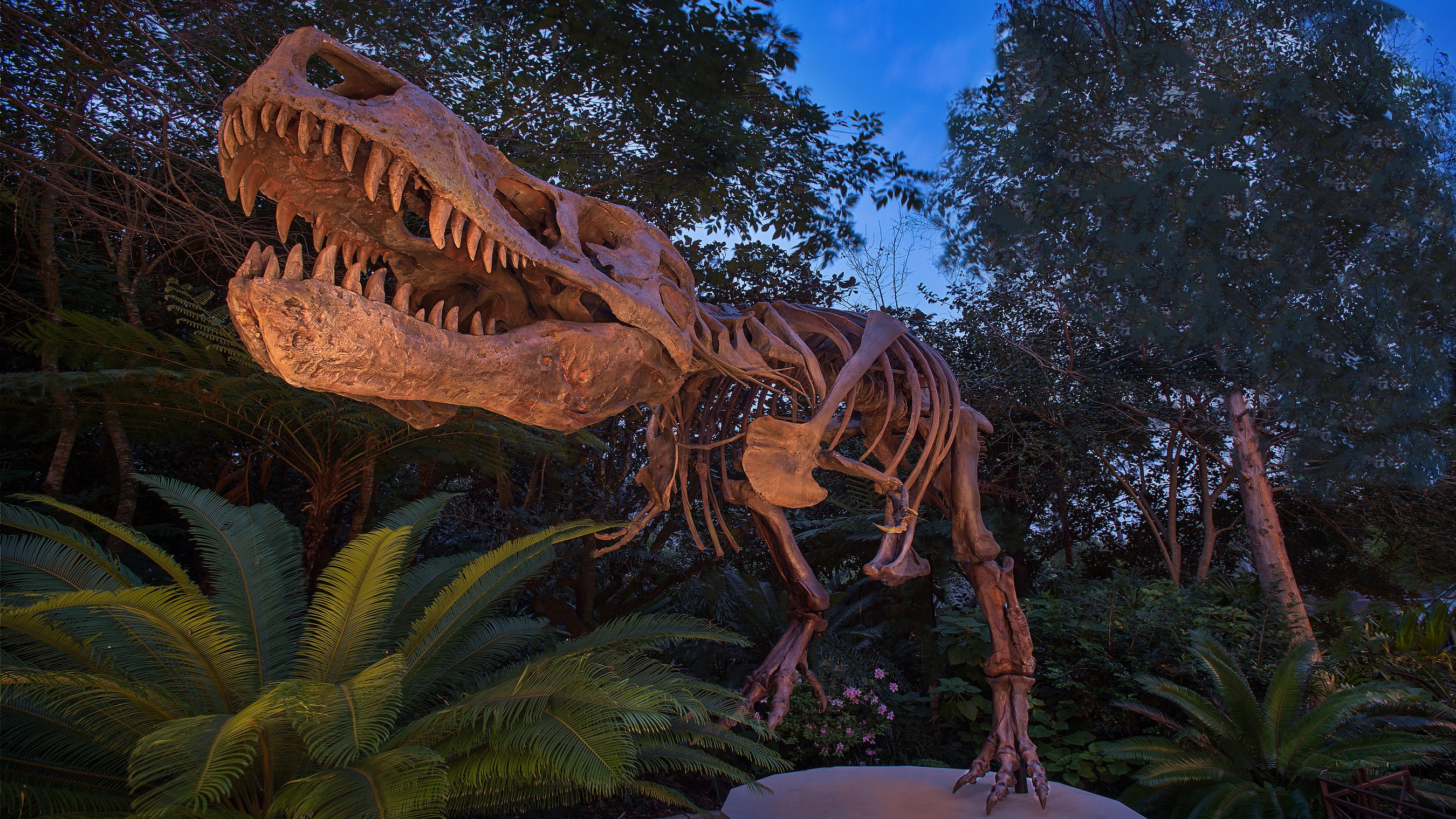 Disney animal kingdom package deals