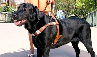 Pet Policy A guide dog in a harness leash held by its owner