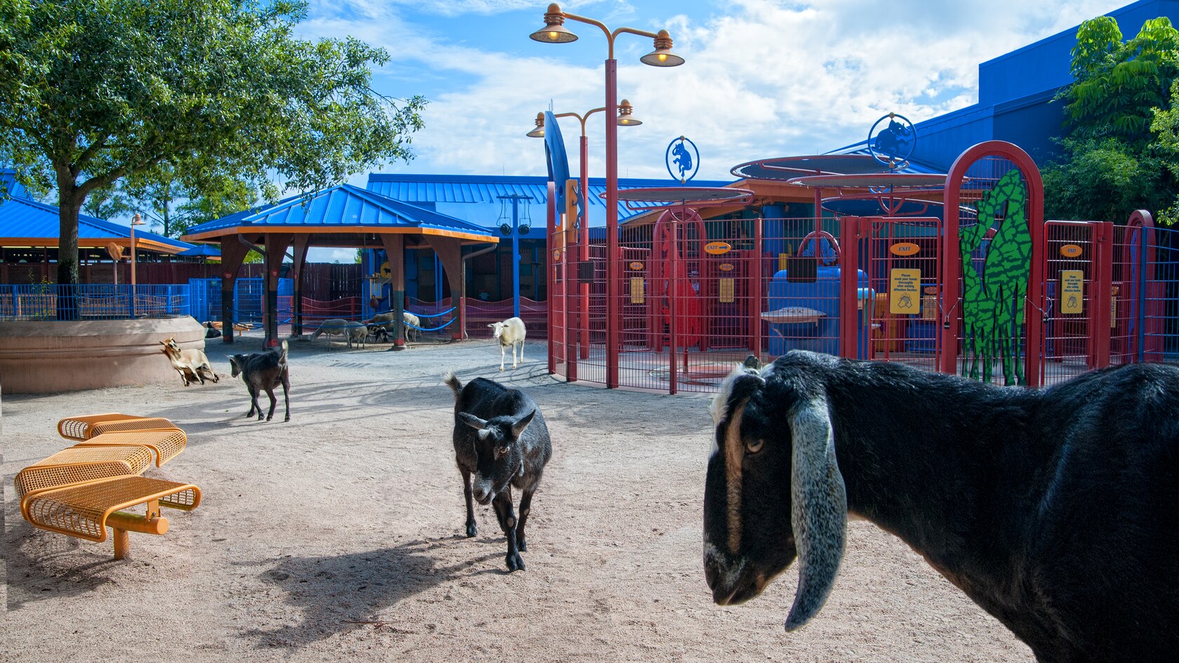 Affection Section at Animal Kingdom ReOpening Summer 2019 Walt