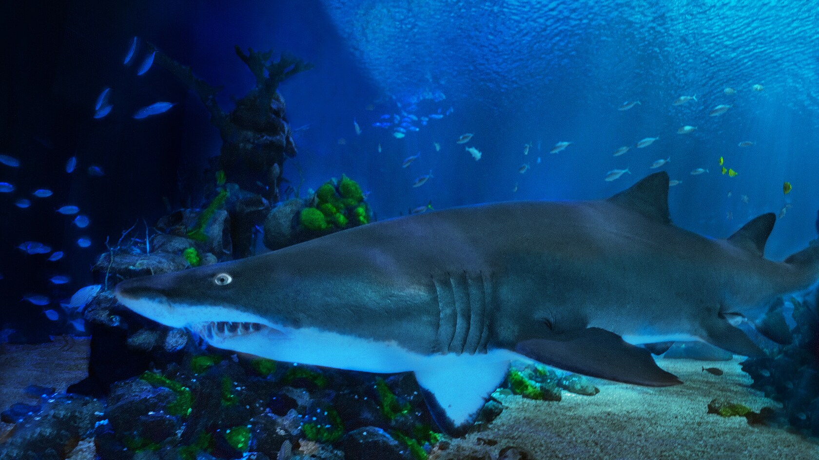 A shark swimming inside an aquarium in SeaBase at Epcot