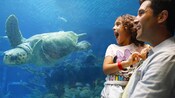 A father and his young daughter gaze into an aquarium tank as a sea turtle swims by