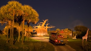 night time safari disney