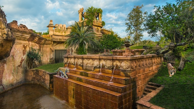 Two tigers roam outside ruins as seen in Maharajah Jungle Trek