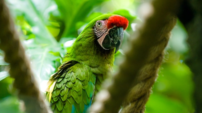 Green parrot sitting in a tree in Animal Kingdom