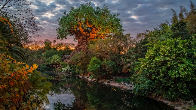 The Tree of Life on the banks of Discovery River on a cloudy day at dawn