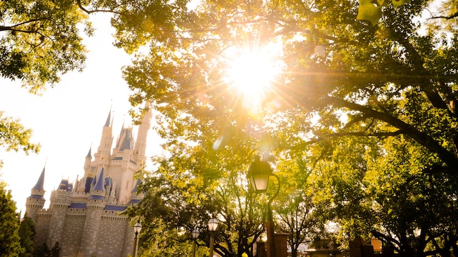 Sun peeking through the trees with Cinderella Castle in the background