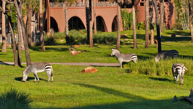 Balcony view of savanna with grazing zebras, trees, resort