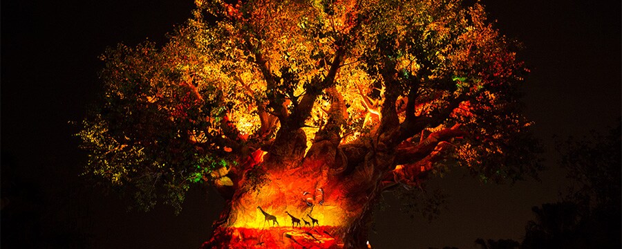 Disney’s Animal Kingdom at Night | Walt Disney World Resort